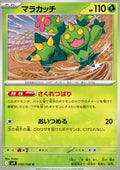 Maractus